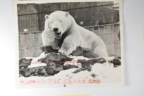 Sam polar bear london zoo - bear,