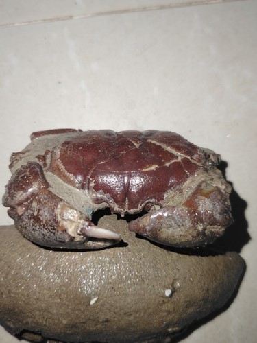 Natural crab fossils from