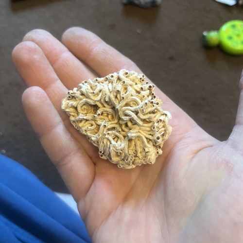 Gypsum desert rose - desert,