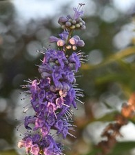 Vitex agnus-castus | Chaste