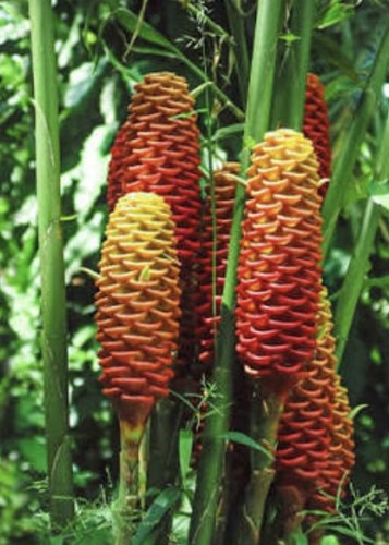 Sprouted ginger plant - 5,