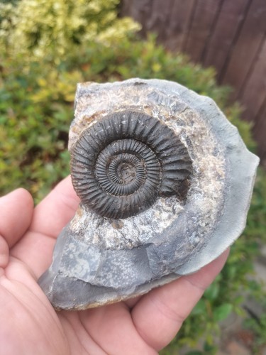 Amazing dactylioceras - amazing,