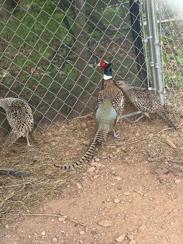 Ringneck pheasant hatching - 12,