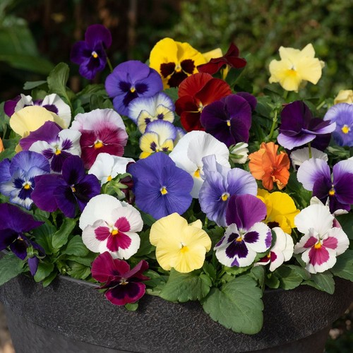 Pansy autumn glow - mixed, |
