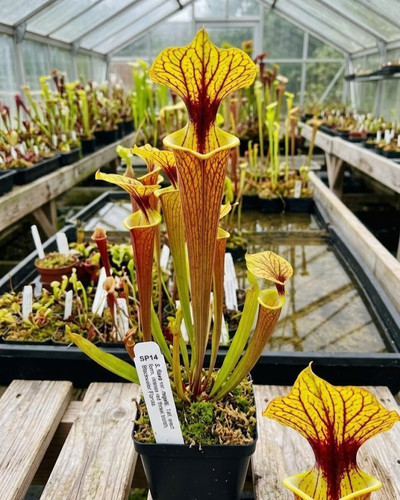 Sarracenia flava carnivorous - sarracenia,