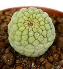 Trichocaulon cactiformis