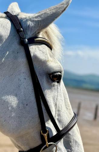 Clip work bridle - work,