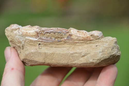 Lovely rare fossil crab - ,