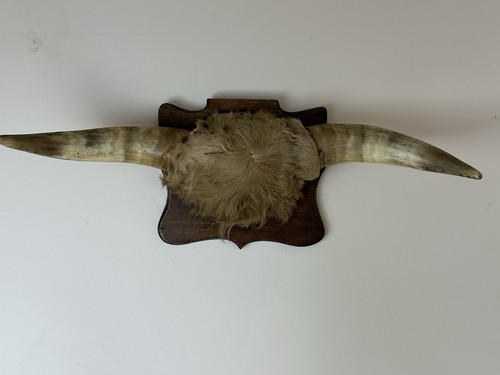 Vintage taxidermy domestic - vintage,