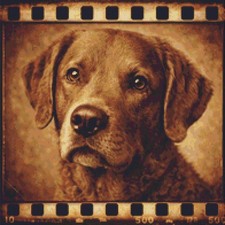 Chesapeake Bay Retriever Puppy