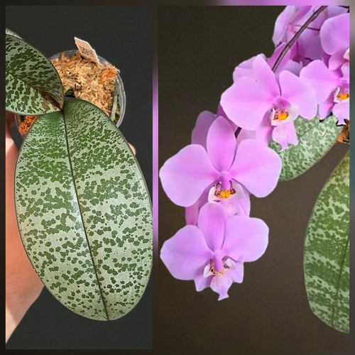 Phalaenopsis schilleriana - phalaenopsis,