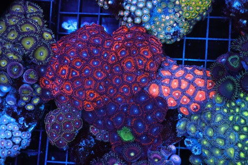 Red pixie dust zoa colony - pixie, rock