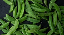 Sugar Snap Pea Plug Plants