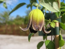 Clematis pogonandra