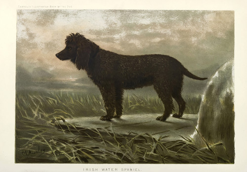 Irish water spaniel poster - irish,