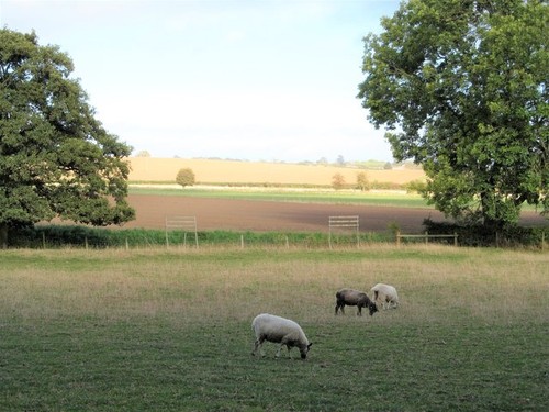 Photo sheep grazing at - photo,