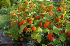 3x Physalis alkekengi|Chinese lantern Jumbo Plug Plants