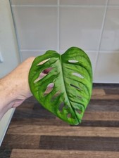 Monstera adansonii Cutting x1