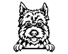 Cairn Terrier Dog Car Van