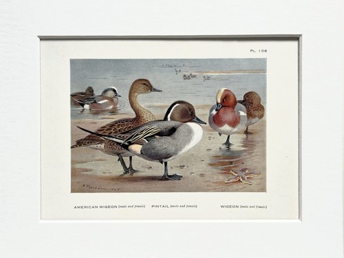 Archibald thorburn pintail - archibald,
