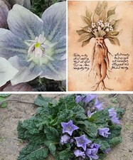 Mandrake Mandragora Autumnalis