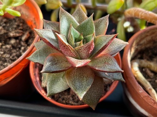House plant bundle cactus - 3,