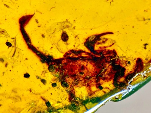Gem dinosaur age fossil - dinosaur,