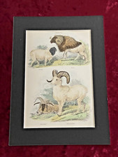 Thomas landseer sheep - thomas,