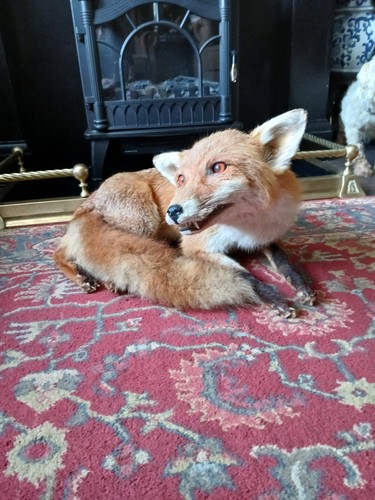 Very large taxidermy fox - very,
