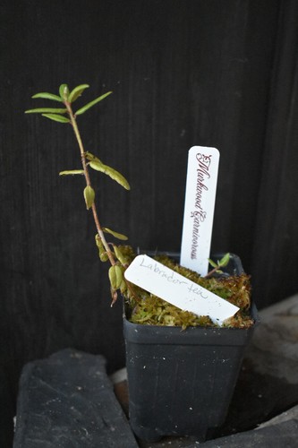 New carnivorous plant - 🔥,
