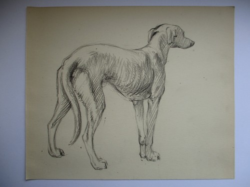 Original dog pencil drawing - pencil,