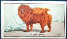 CHOW CHOW    Original 1924 Vintage Illustrated Dog Card  FE11M