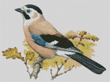 Cross Stitch Pattern, Jay