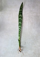 Snake Plant (Sansevieria /