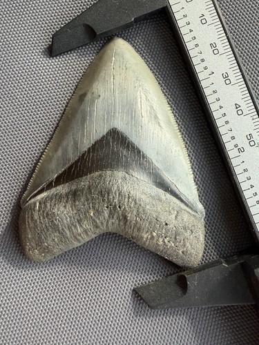 Collector quality megalodon - quality,