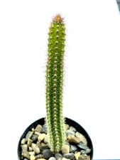 Arrojadoa penicillata Very