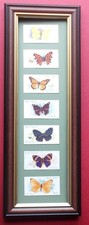CIGARETTE CARDS  BUTTERFLIES