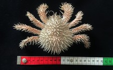 Museum Quality Rare Deep Sea