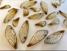 Real Cicada Wing Lot 24 PC