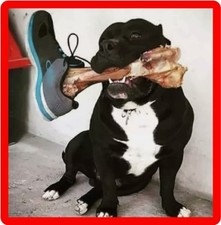 Funny Pit Bull Terrier Bone In