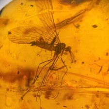 Scorpion fly burmese - scorpion, /