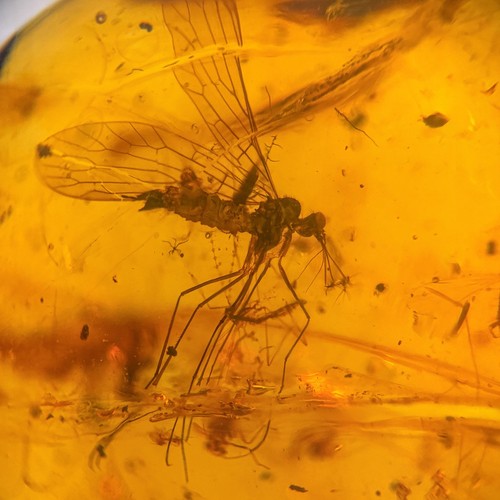 Scorpion fly burmese - in,