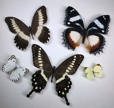 Real Butterfly Collection x 5