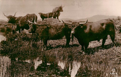 Highland cattle angus - highland, /