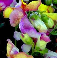 6 x Plug Plants Antirrhinum ‘Brighton Rock’ Cottage Garden-Bees- Cut-Flower
