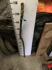 Blackthorn SHANK WALKING STICK
