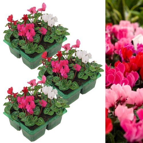Cyclamen plant mix uk hardy - cyclamen,