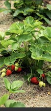 10x Strawberry Plants 🍓 -
