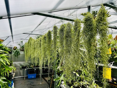 Spanish moss 60cm with - spanish,
