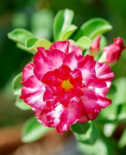 Adenium obesum tangma desert - tangma,